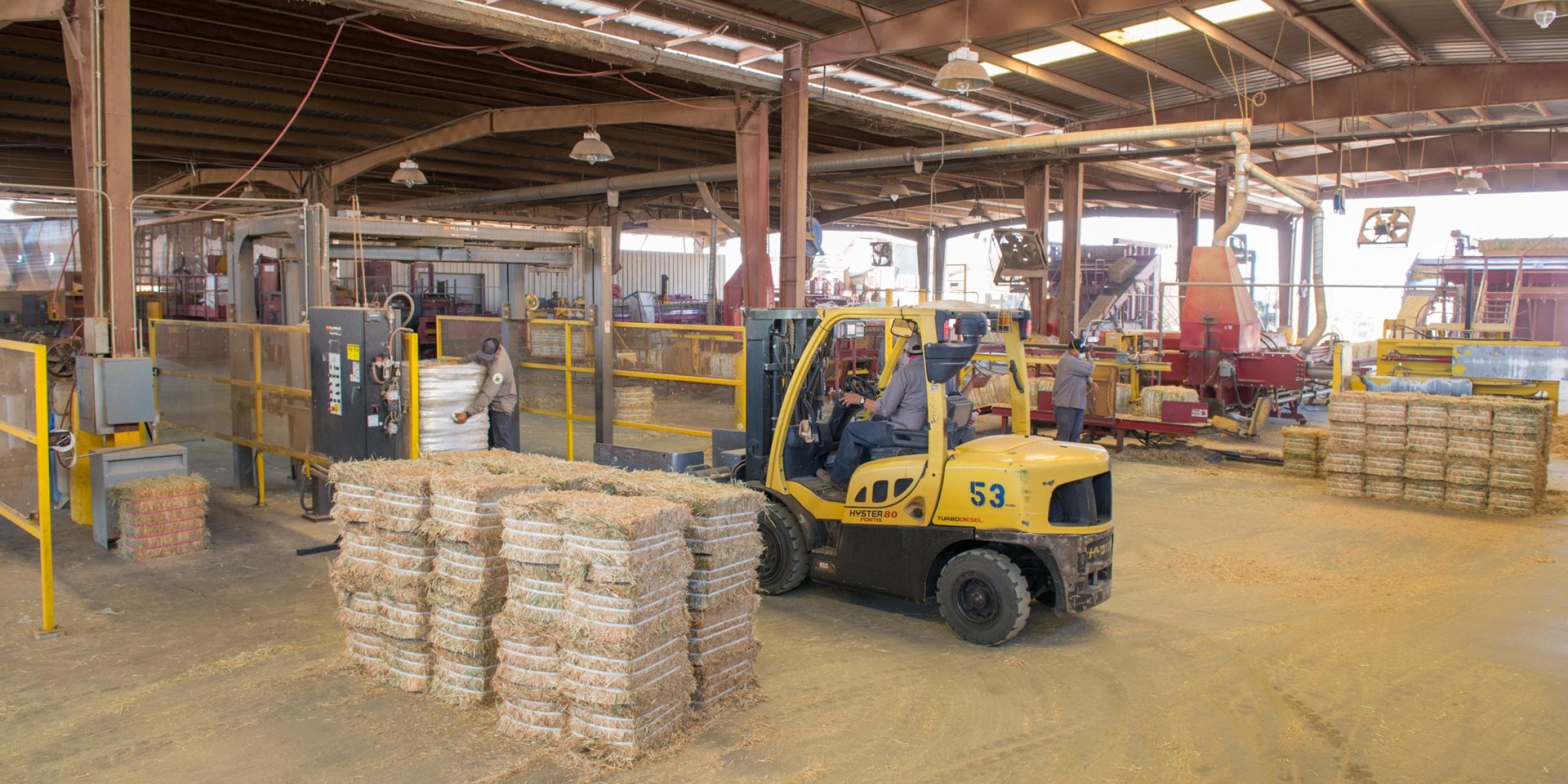 Shed interior, forklift arranging bales of hay